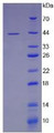 Figure 2. SDS-PAGE