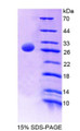 Figure 1. SDS-PAGE