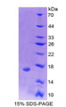 Figure 1. SDS-PAGE