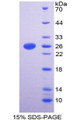 Figure 1. SDS-PAGE