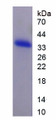 Figure 1. SDS-PAGE