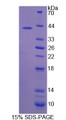 Figure 1. SDS-PAGE