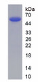 Figure 2. SDS-PAGE