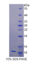 Figure 1. SDS-PAGE