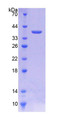 Figure 1. SDS-PAGE