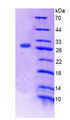 Figure 2. SDS-PAGE