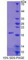 Figure 1. SDS-PAGE