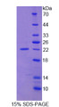 Figure 1. SDS-PAGE