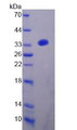 Figure 2. SDS-PAGE