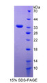 Figure 1. SDS-PAGE