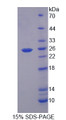 Figure 1. SDS-PAGE