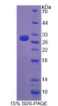 Figure 1. SDS-PAGE