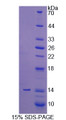 Figure 1. SDS-PAGE