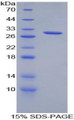 Figure 1. SDS-PAGE