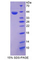 Figure 1. SDS-PAGE