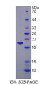 Figure 1. SDS-PAGE