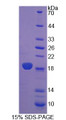 Figure 1. SDS-PAGE