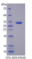 Figure 1. SDS-PAGE