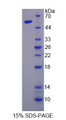 Figure 1. SDS-PAGE