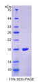 Figure 1. SDS-PAGE