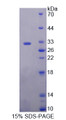 Figure 1. SDS-PAGE