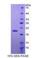 Figure 1. SDS-PAGE