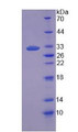 Figure 2. SDS-PAGE