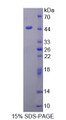 Figure 1. SDS-PAGE