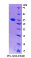 Figure 1. SDS-PAGE