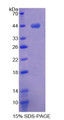 Figure 1. SDS-PAGE