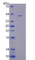 Figure 2. SDS-PAGE