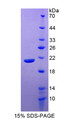 Figure 1. SDS-PAGE