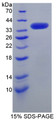 Figure 1. SDS-PAGE