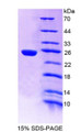 Figure 1. SDS-PAGE