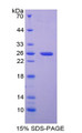 Figure 1. SDS-PAGE