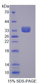 Figure 1. SDS-PAGE