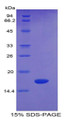 Figure 1. SDS-PAGE