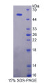 Figure 1. SDS-PAGE