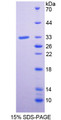 Figure 1. SDS-PAGE