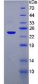 Figure 2. SDS-PAGE