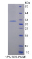 Figure 1. SDS-PAGE