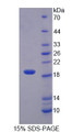 Figure 1. SDS-PAGE