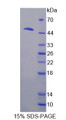 Figure 1. SDS-PAGE