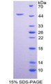 Figure 1. SDS-PAGE