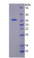 Figure 2. SDS-PAGE