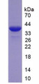 Figure 2. SDS-PAGE