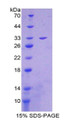 Figure 1. SDS-PAGE