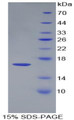 Figure 1. SDS-PAGE