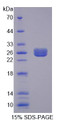 Figure 1. SDS-PAGE