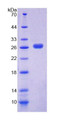 Figure 1. SDS-PAGE